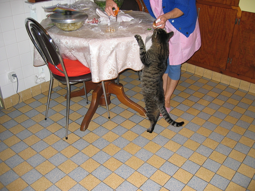 Micky debout devant la table.jpg